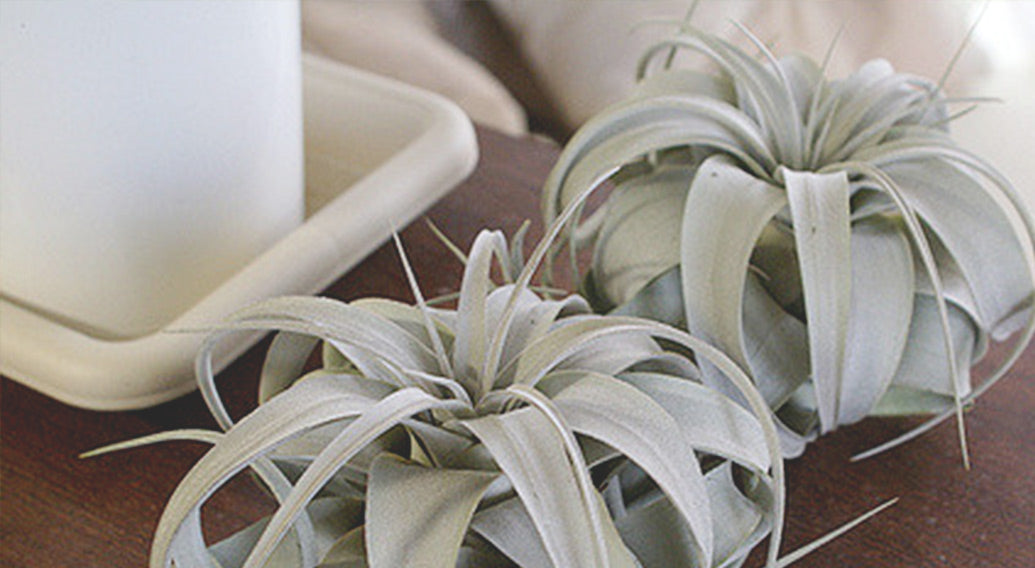 Xerographica on a table by a candle