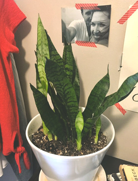potted snake plant on dresser