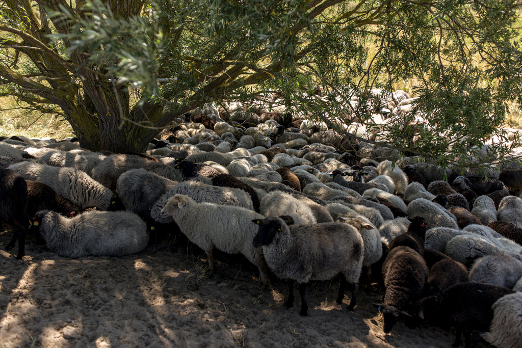 A flock of sheep standing on earthy ground in the shade of a tree.