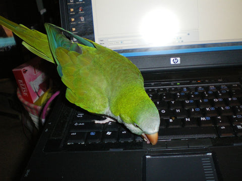 Green Parrot on Computer