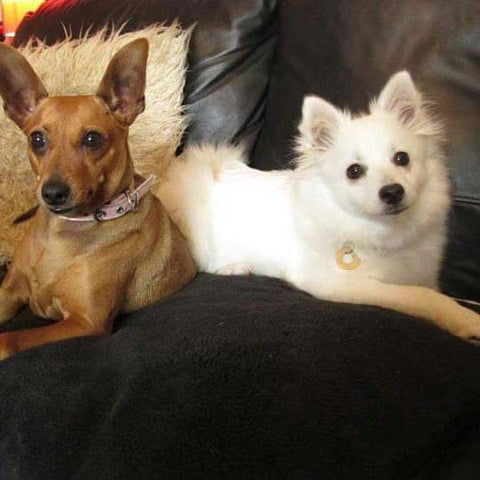 Dog Krazy Gifts - Honey and Faith The Japanese Spitz