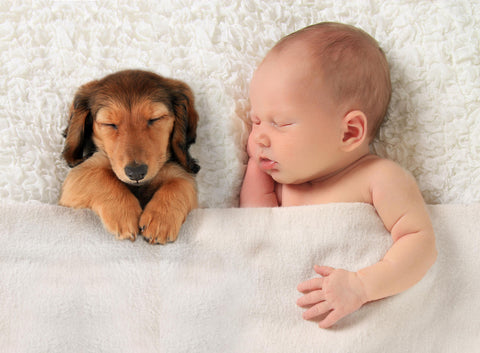 Newborn and House Pets