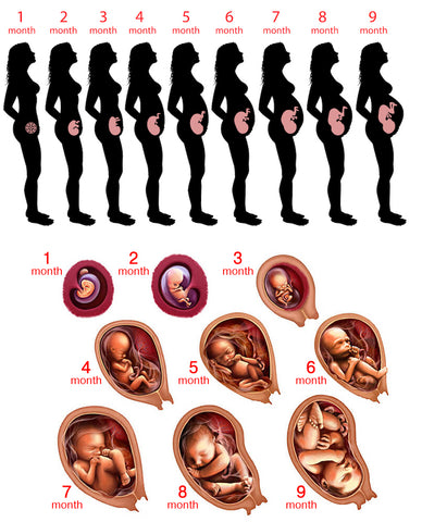 Stages of pregnancy