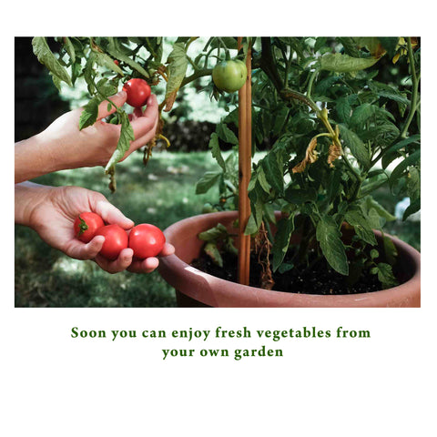 Guide to transplant vegetable seedlings