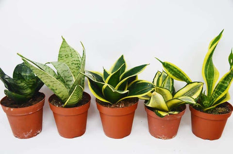 Work from home plants