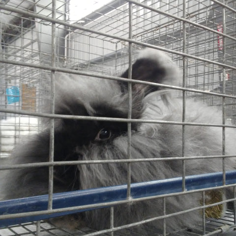 angora bunny