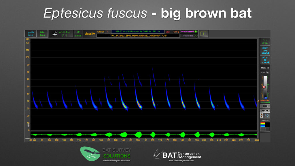 Big brown bat calls