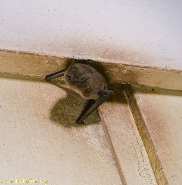 Yuma myotis emerging from a crevice. The "dirty" staining is from years of use.