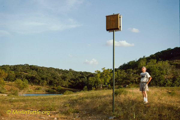 Occupied bat houses in Texas