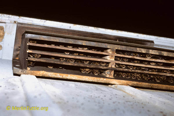 A picture of occupied bat house full of Little brown bats