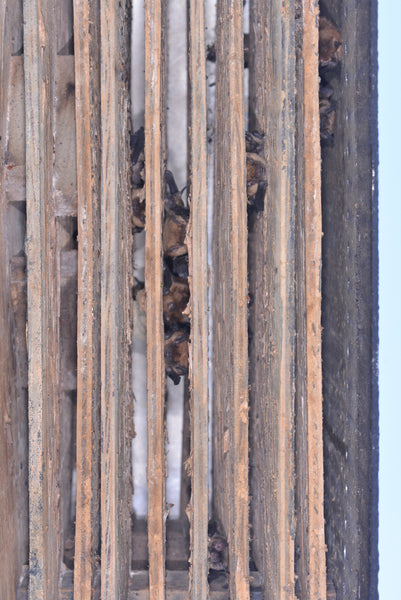 Bats in a bat house