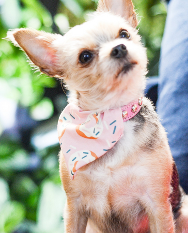 Food Trucks bandana