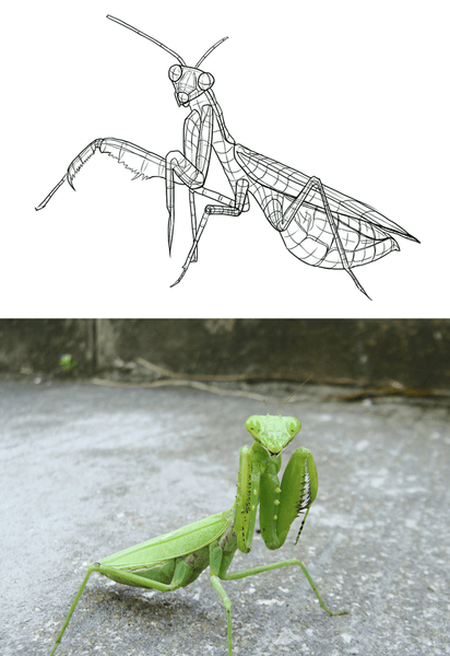 mantis sketches