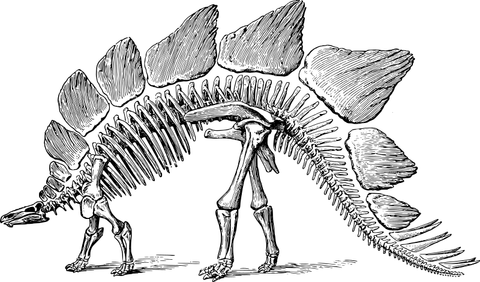 stegosaurus_skeleton