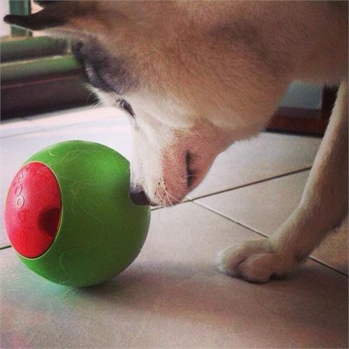 foobler dog toy