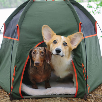 Social Distance Camping With Your Pets