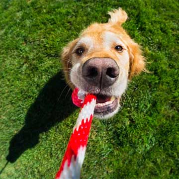 Dog Games To Play When Stuck Indoors