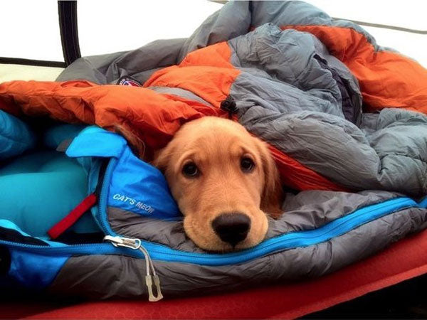 Camping Dog