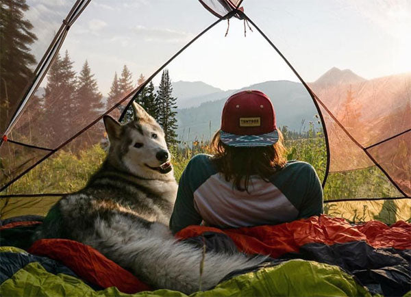 Camping With Your Pets