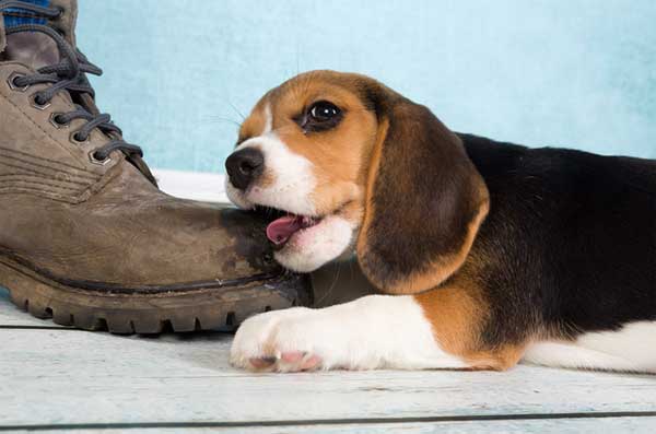 Puppy loving your shoes...