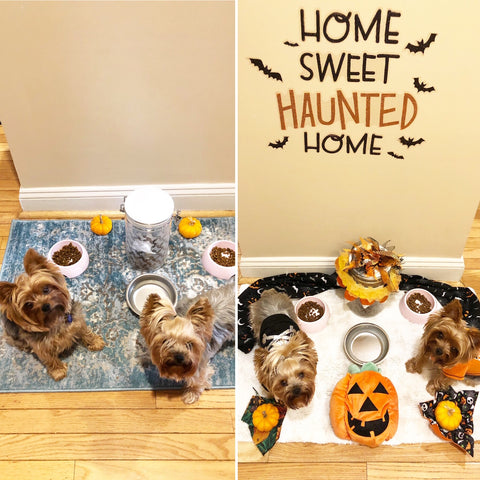 Before and After Halloween Dog Bowl Area Smalldog Official