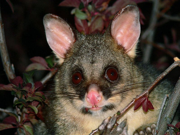 NZ Brushtail Possum