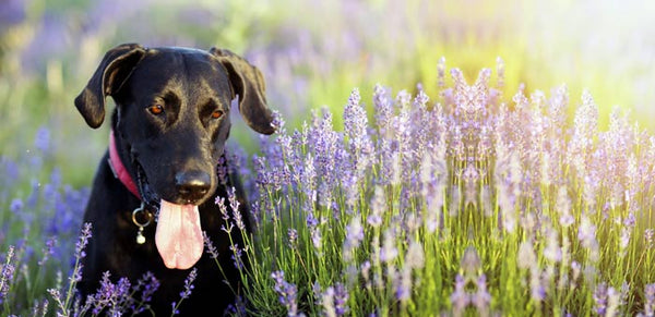 Lavender dog aromatherapy spritzer