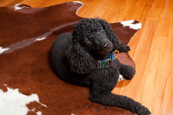 Dogs pee on cowhide rugs