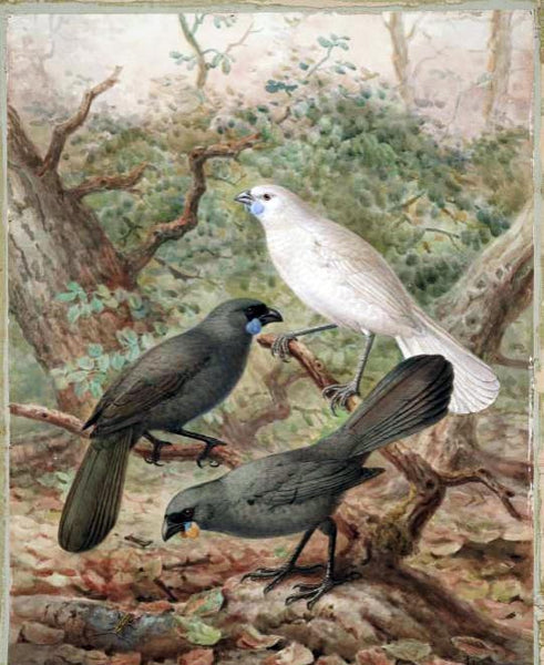 Kokako endangered bird of NZ