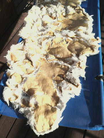 Old sheepskin that fell apart when washed