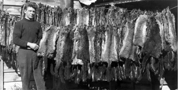 Opossum skins drying in the sun, circa September 1930 Ref: PAColl-5469-022