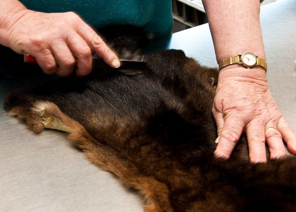 Brushing a possum fur pelt during the manufacturing process