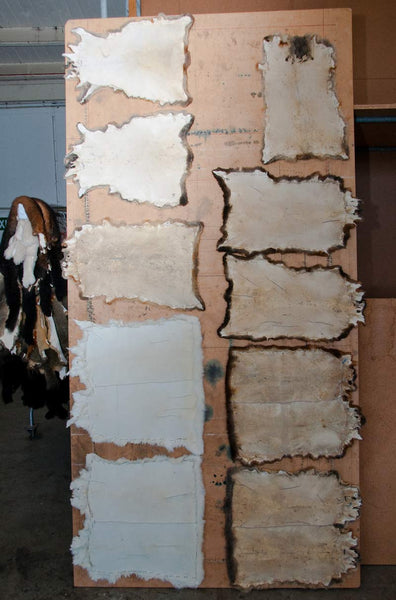 Possum fur skins nailed to a board for processing