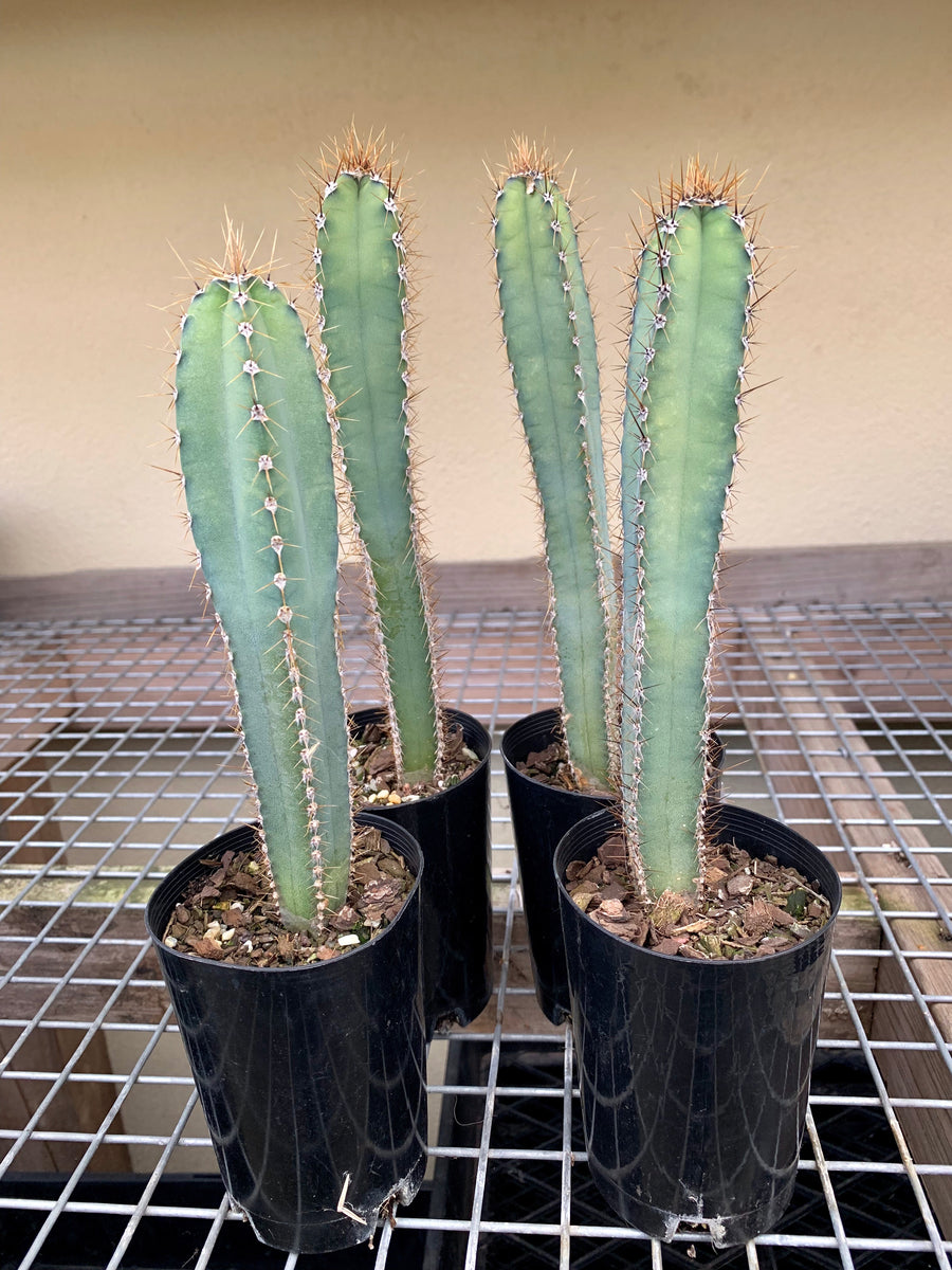 Cereus Forbesii (L) – MLD SUCCULENTS