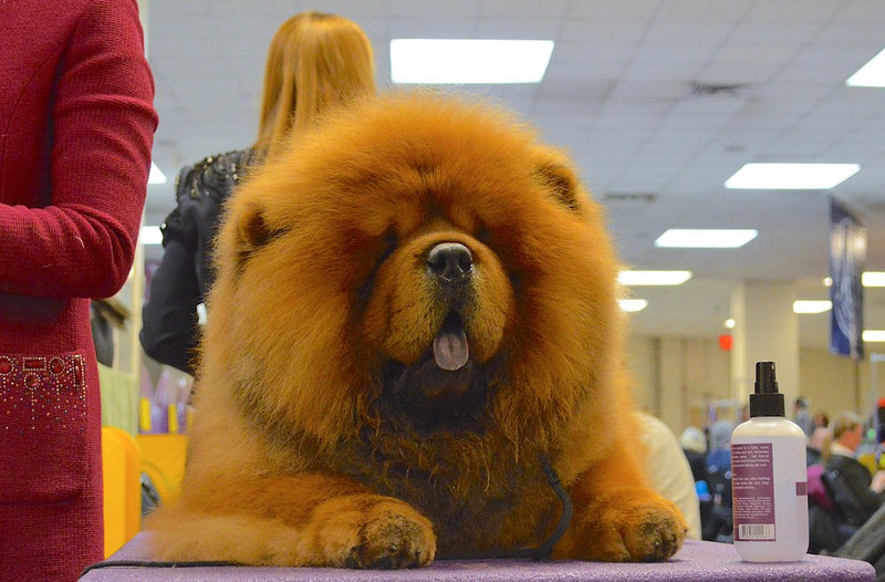 do chow chows get along with cats