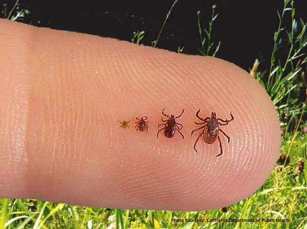 what can i do to keep ticks off my dog