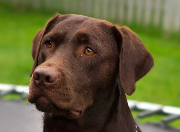 are labradors good for families