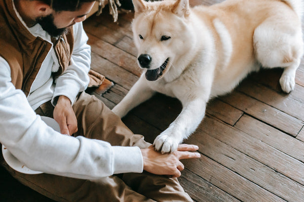 how do you punish a deaf dog