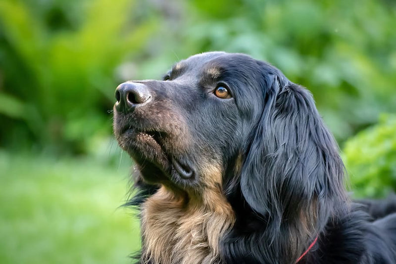 huge black furry dog