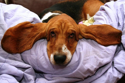 basset hound laying down