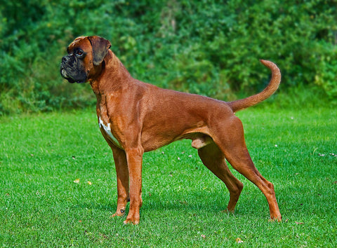 boxer standing in field