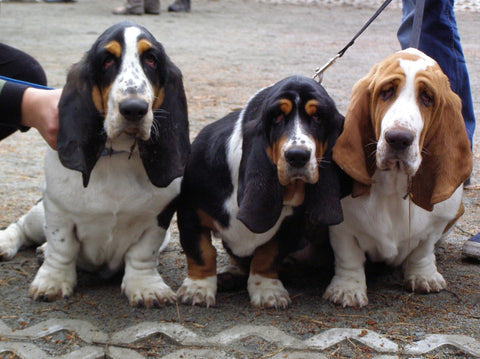 three basset hound dogs