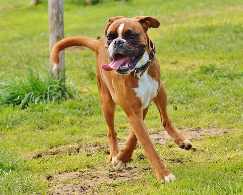 boxer dog playful