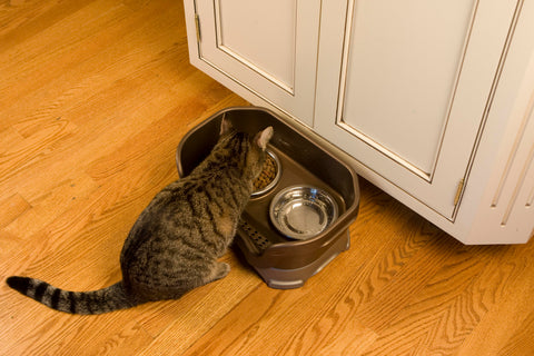 cat eating in kitchen using neater feeder