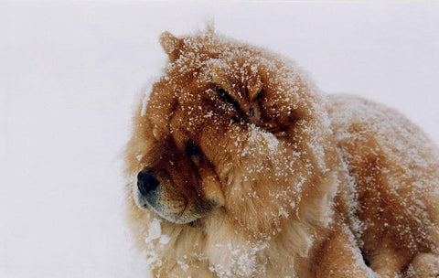 chow chow in the snow