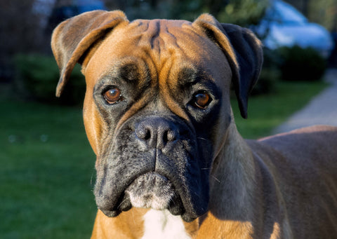 boxer dog up close