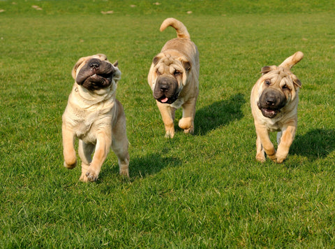 Chinese Shar-Pei puppies running