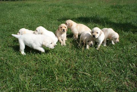 yellow lab puppies playing in a field