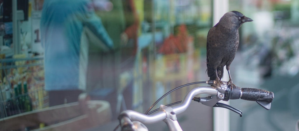 bird by window