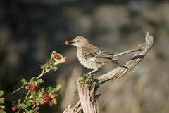 bird eating berry